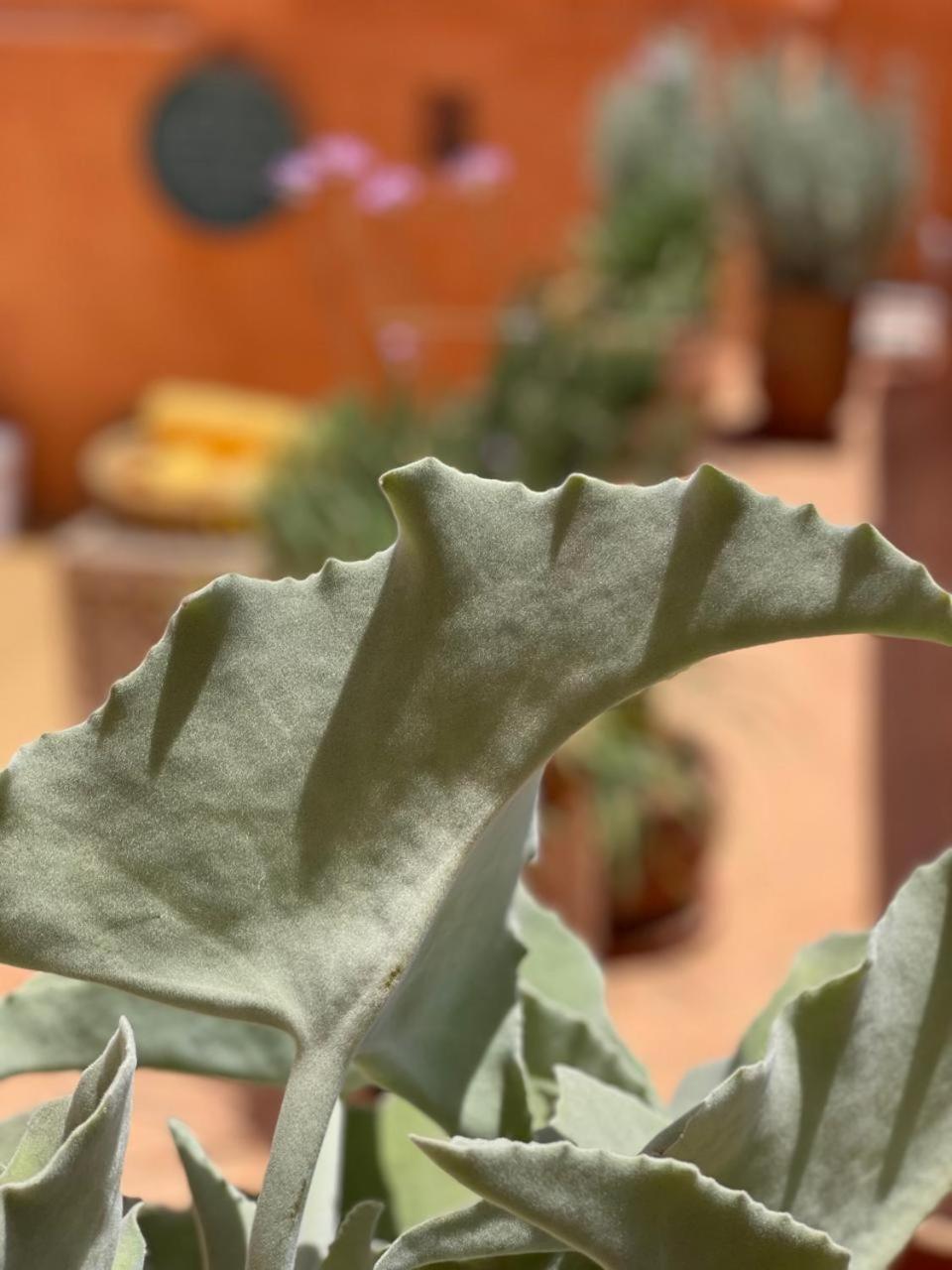 Dar El Qadi Hotel Marrakesh Eksteriør billede